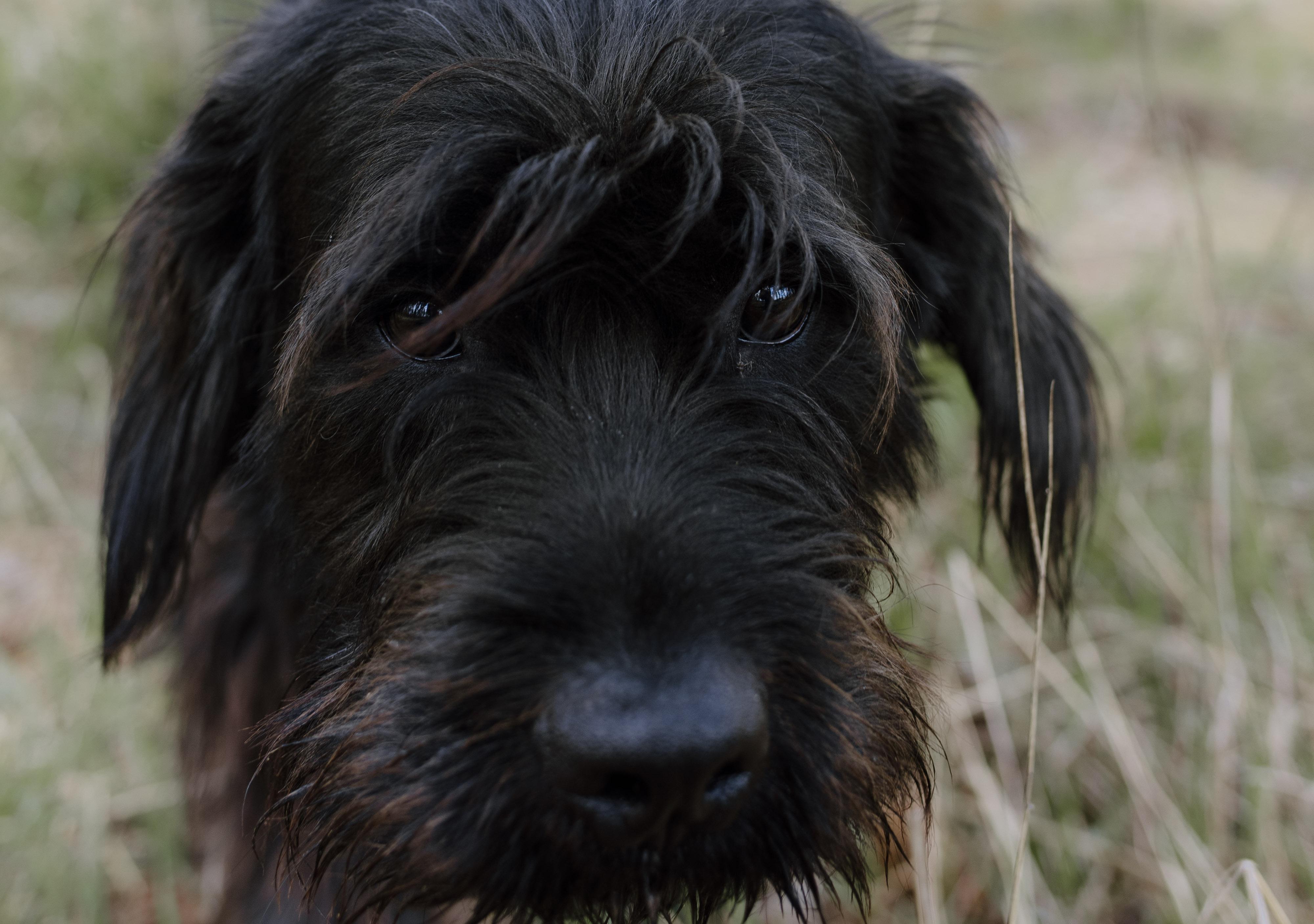 Peanut, a Adopted mixed breed in Libby, MT image 3/4