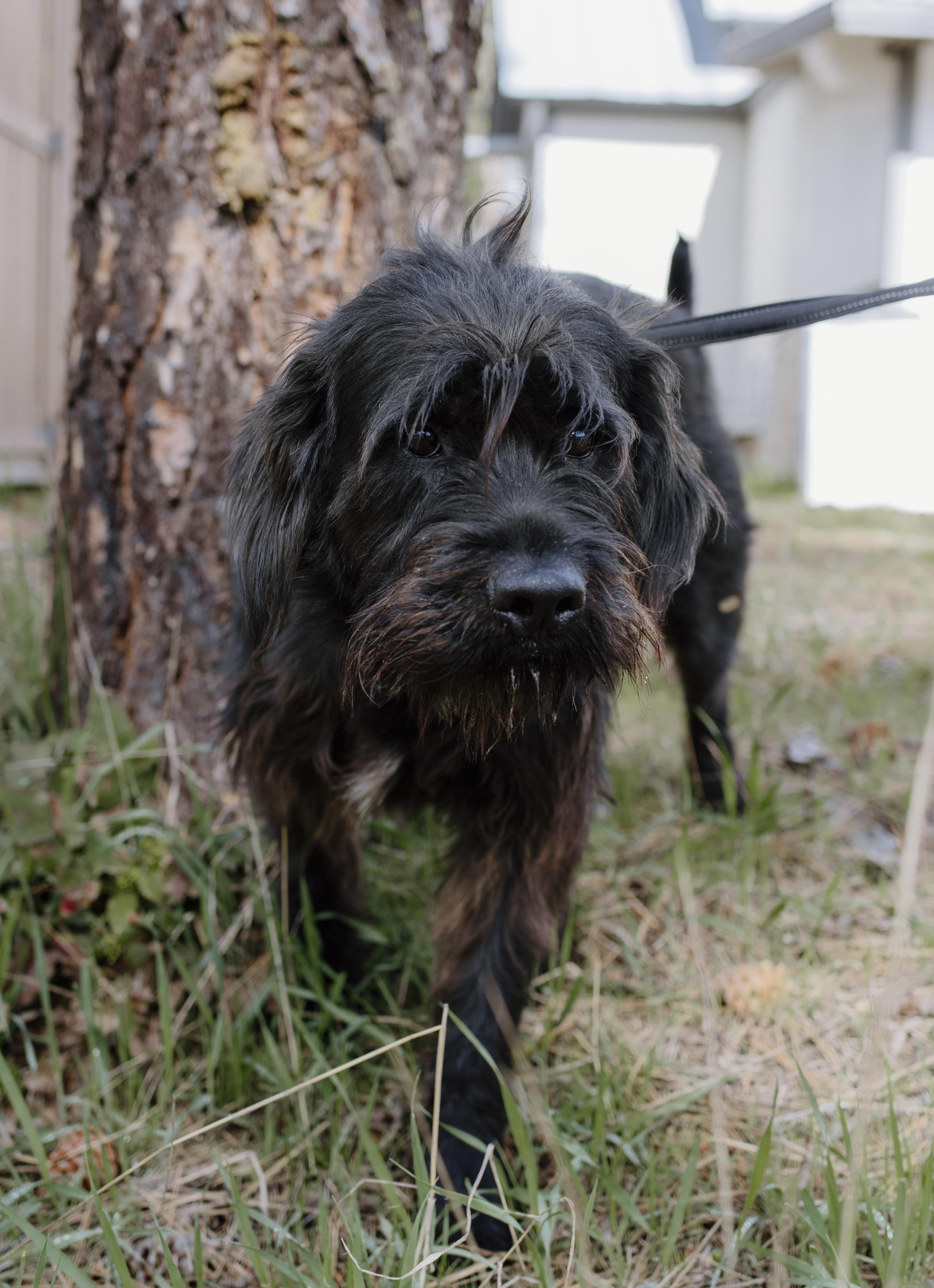 Peanut, a Adopted mixed breed in Libby, MT image 4/4