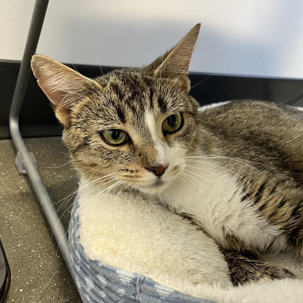 Danica, a Adoptable Domestic Short Hair in Fort Wayne, IN image 1/3
