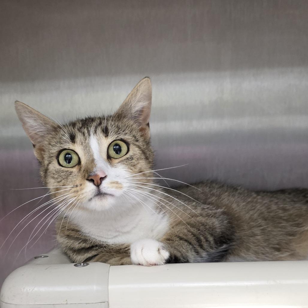 Danica, a Adoptable Domestic Short Hair in Fort Wayne, IN image 2/3
