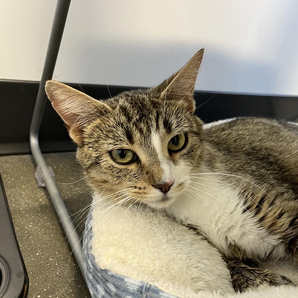 Danica, a Adoptable Domestic Short Hair in Fort Wayne, IN image 3/3