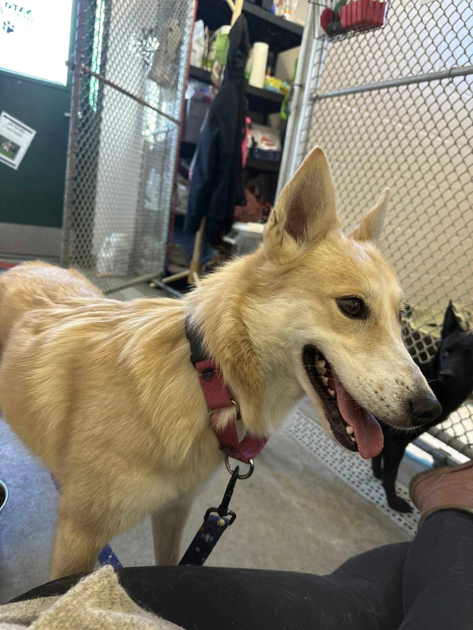 Marilyn, an adopted mixed breed in Milford, NH image 2/6