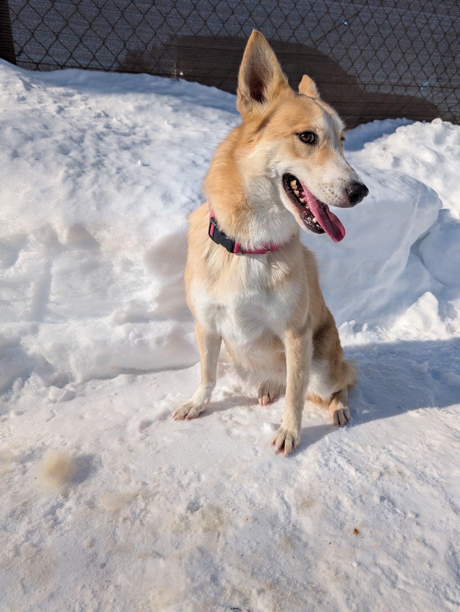 Marilyn, an adopted mixed breed in Milford, NH image 1/6
