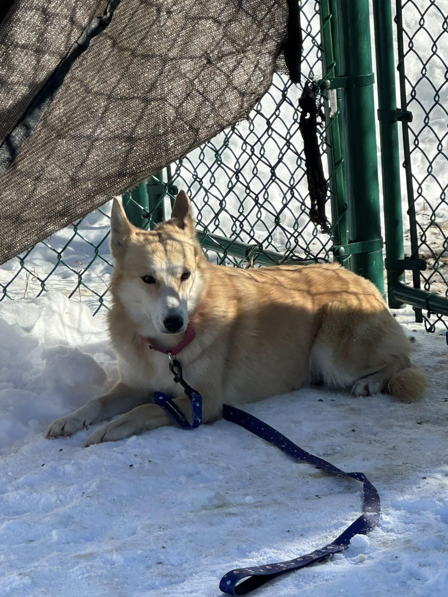 Marilyn, an adopted mixed breed in Milford, NH image 6/6