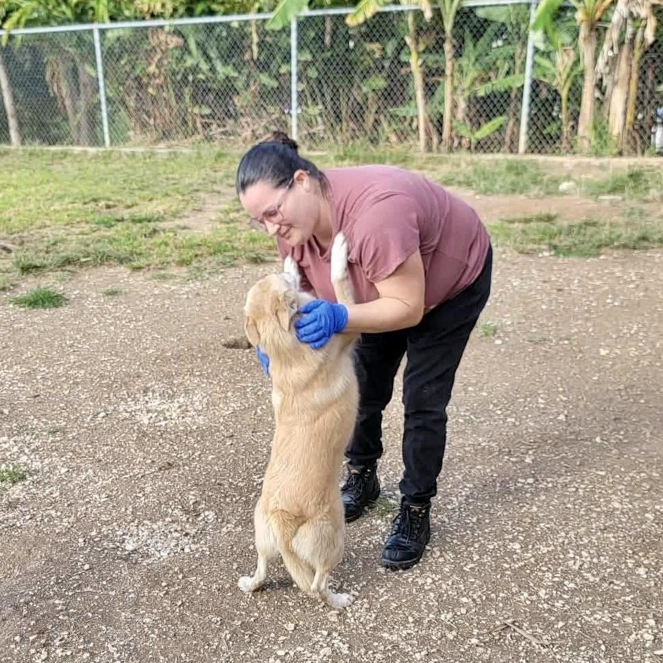 Marilyn, an adopted mixed breed in Milford, NH image 5/6