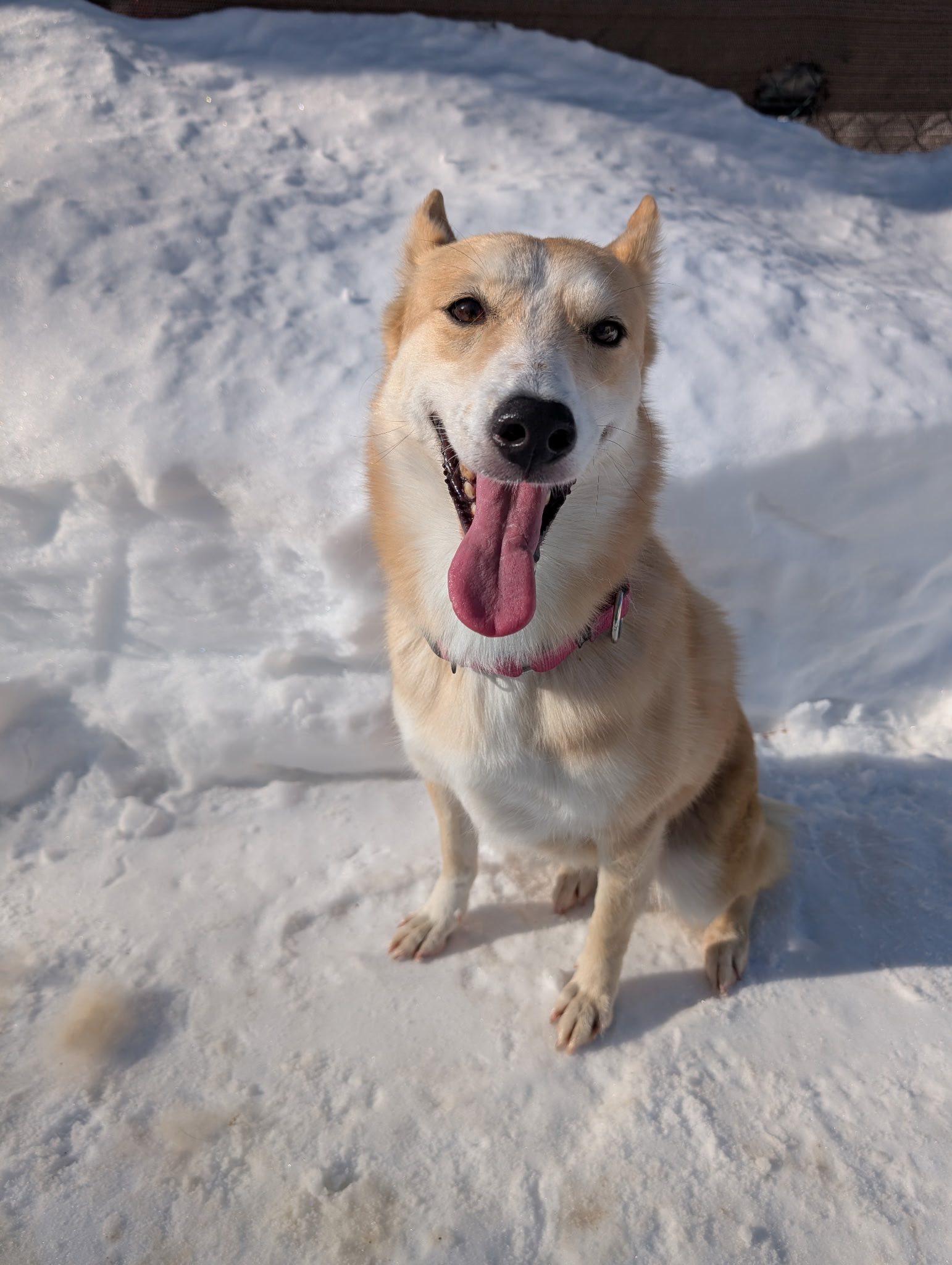 Marilyn, an adopted mixed breed in Milford, NH image 3/6