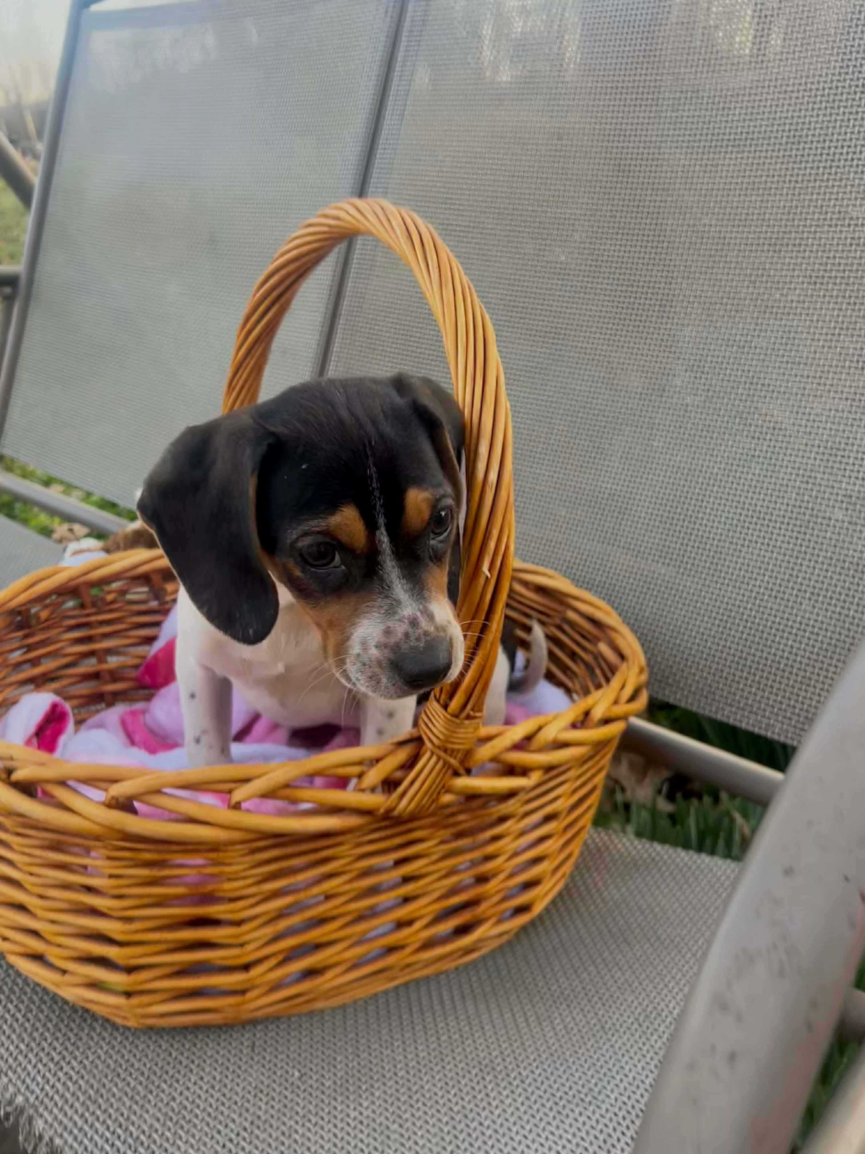 Bella , an adopted mixed breed in Watertown, CT image 3/4