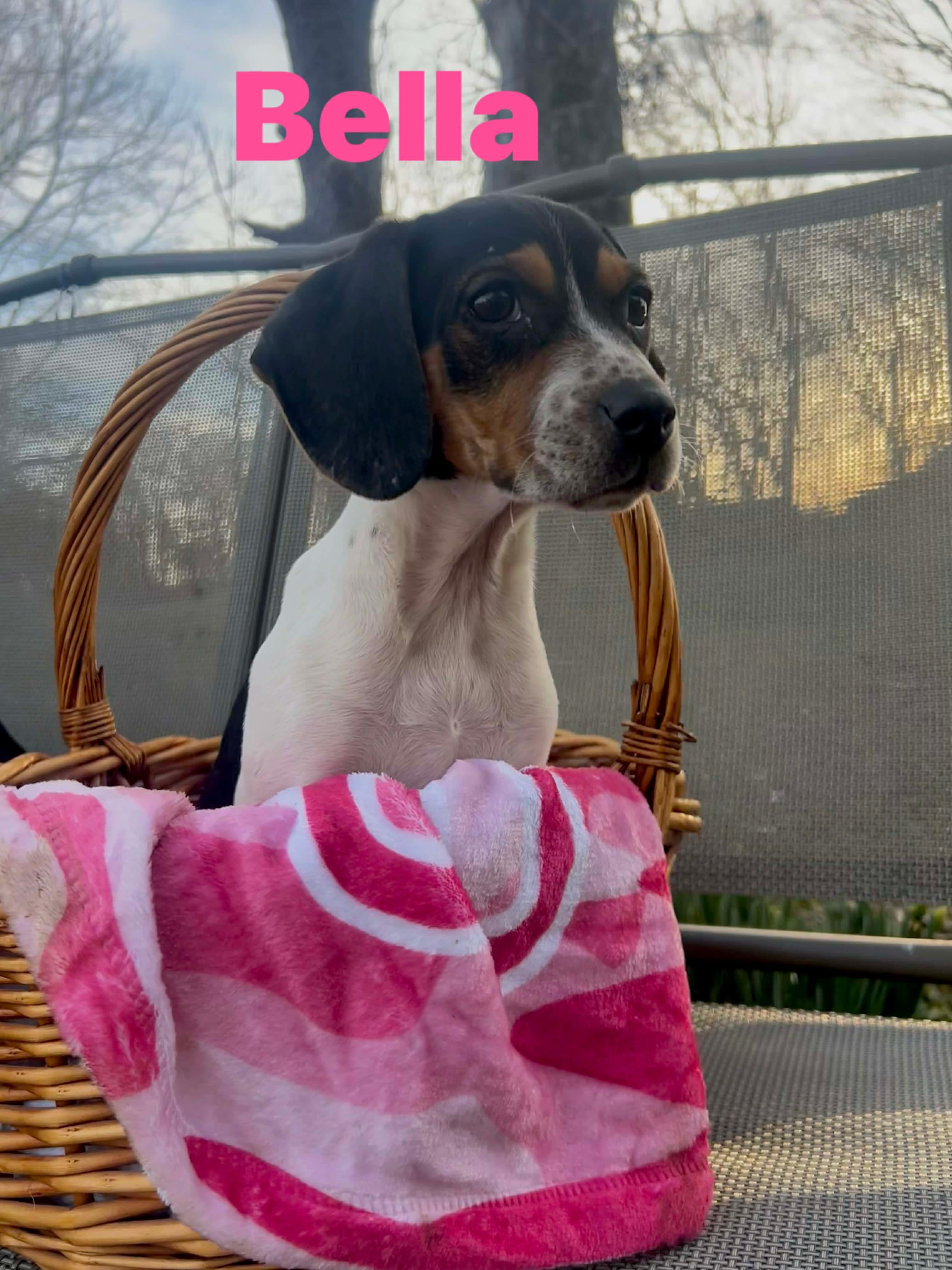 Bella , adopted, Puppy Female Beagle & German Shorthaired Pointer.