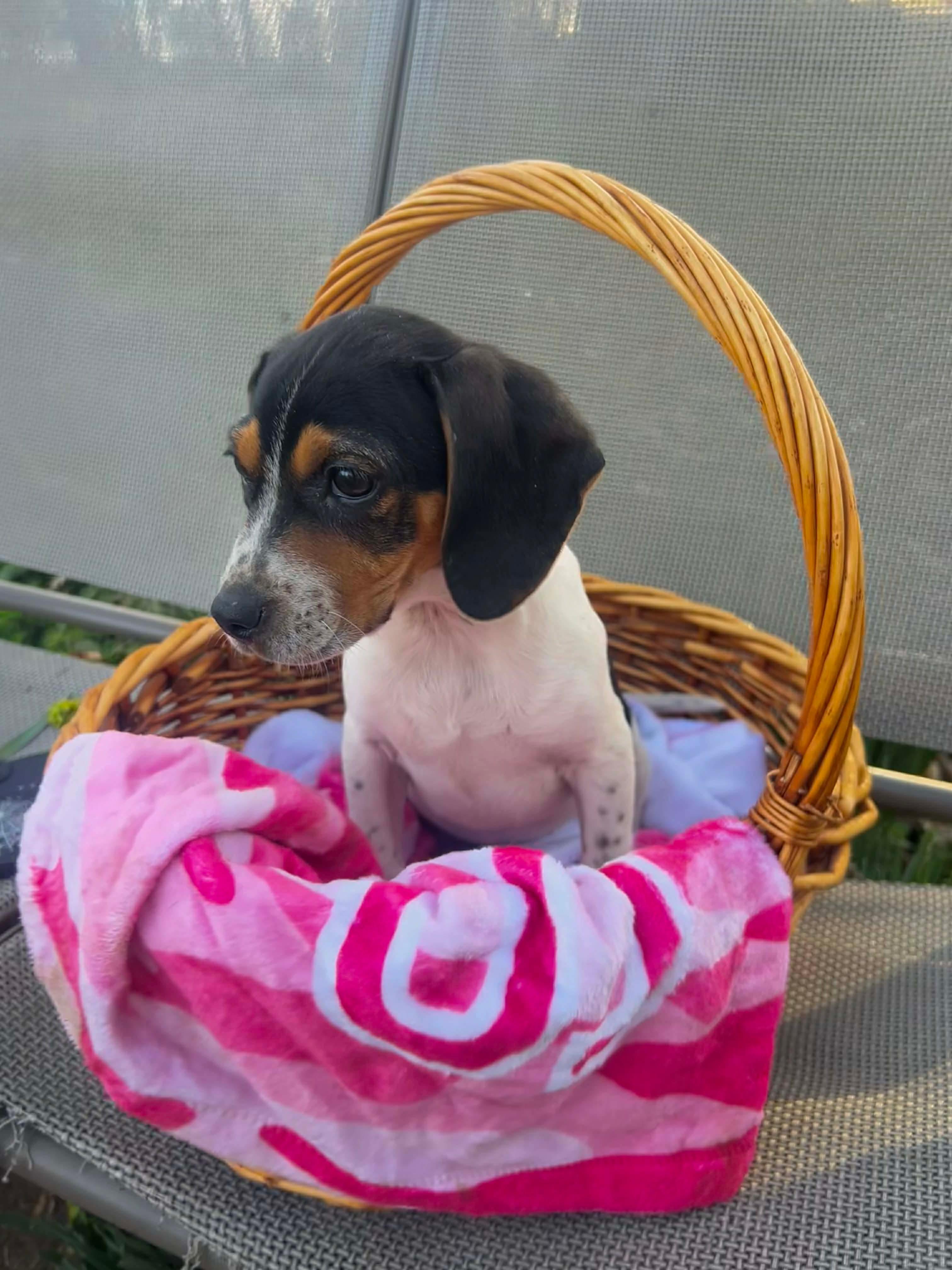 Bella , an adopted mixed breed in Watertown, CT image 2/4