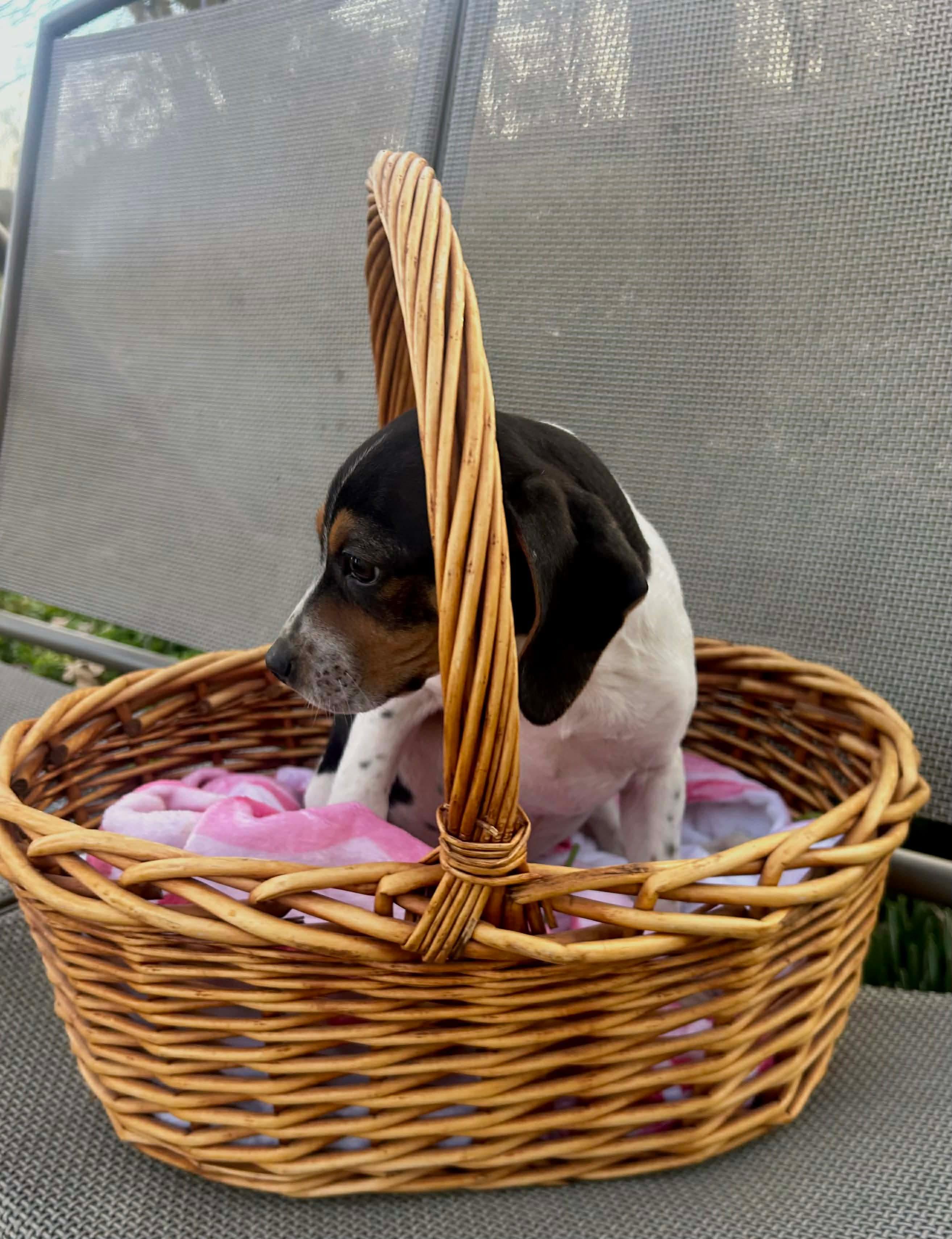 Bella , an adopted mixed breed in Watertown, CT image 4/4