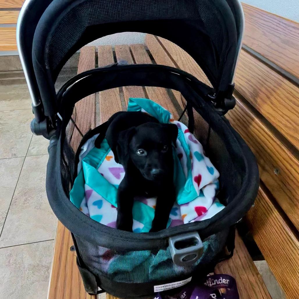 Enlarge Merle, a Adoptable mixed breed in Riverside, CA image 1/6