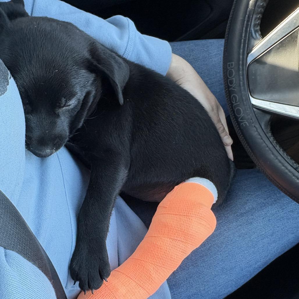 Enlarge Merle, a Adoptable mixed breed in Riverside, CA image 2/6