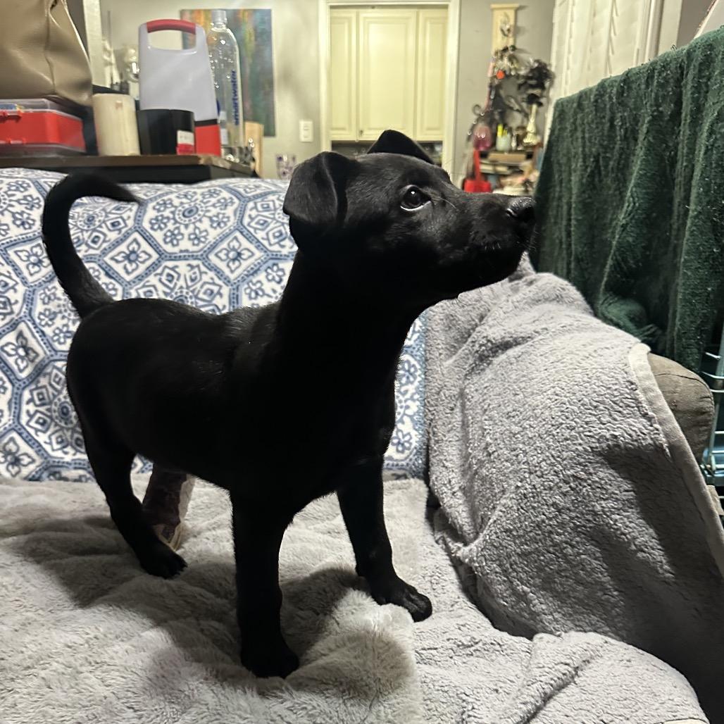 Enlarge Merle, a Adoptable mixed breed in Riverside, CA image 4/6