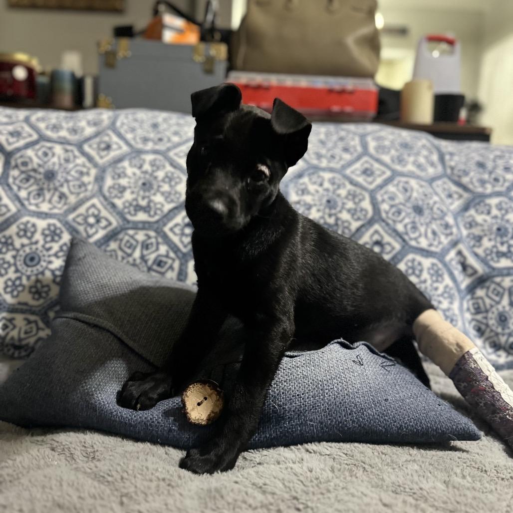 Enlarge Merle, a Adoptable mixed breed in Riverside, CA image 6/6