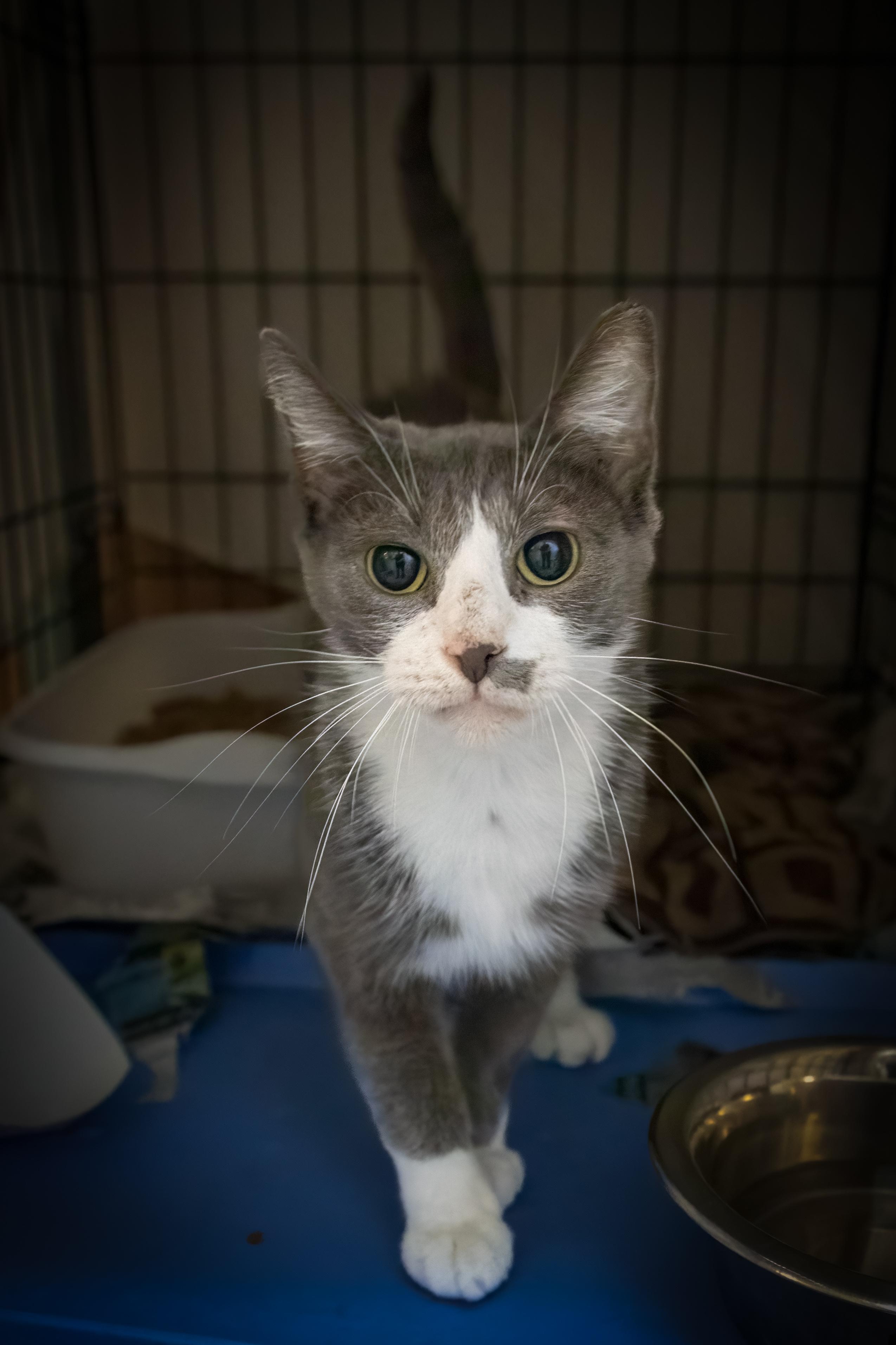 Bliss (FCID# 06/25/2025 - 58 Trainer), Adult Female Domestic Short Hair
