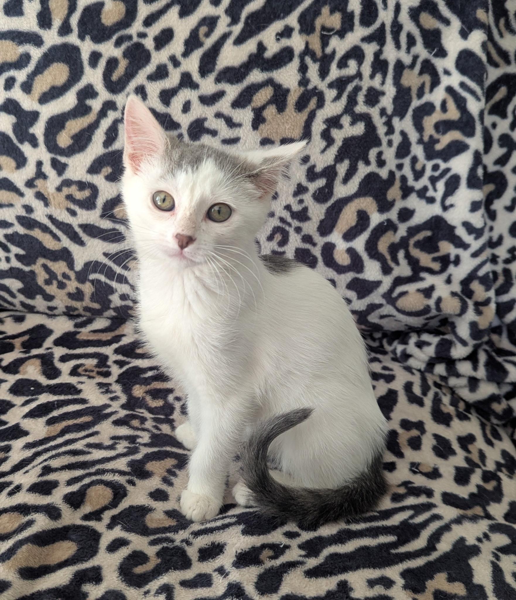 Violet, a Adoptable Domestic Short Hair in Waterloo, IA image 3/4