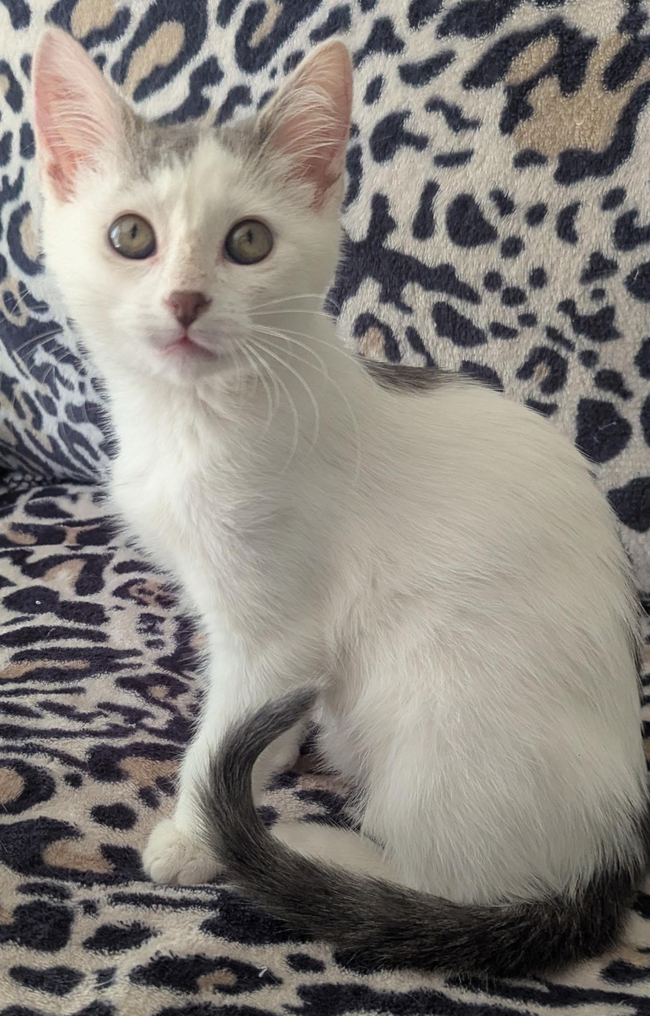 Violet, a Adoptable Domestic Short Hair in Waterloo, IA image 4/4