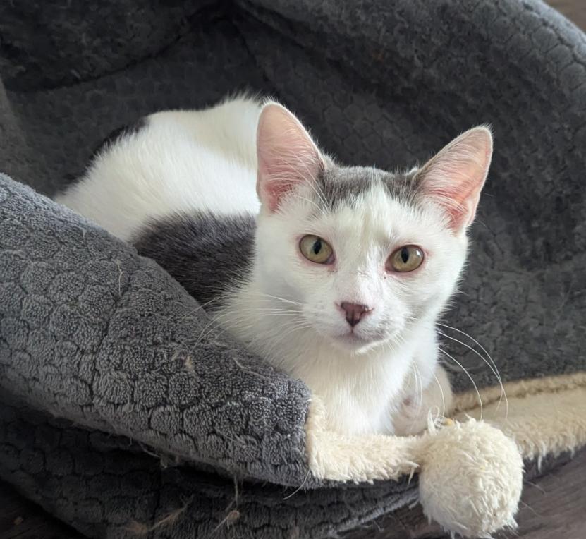 Violet, a Adoptable Domestic Short Hair in Waterloo, IA image 1/4