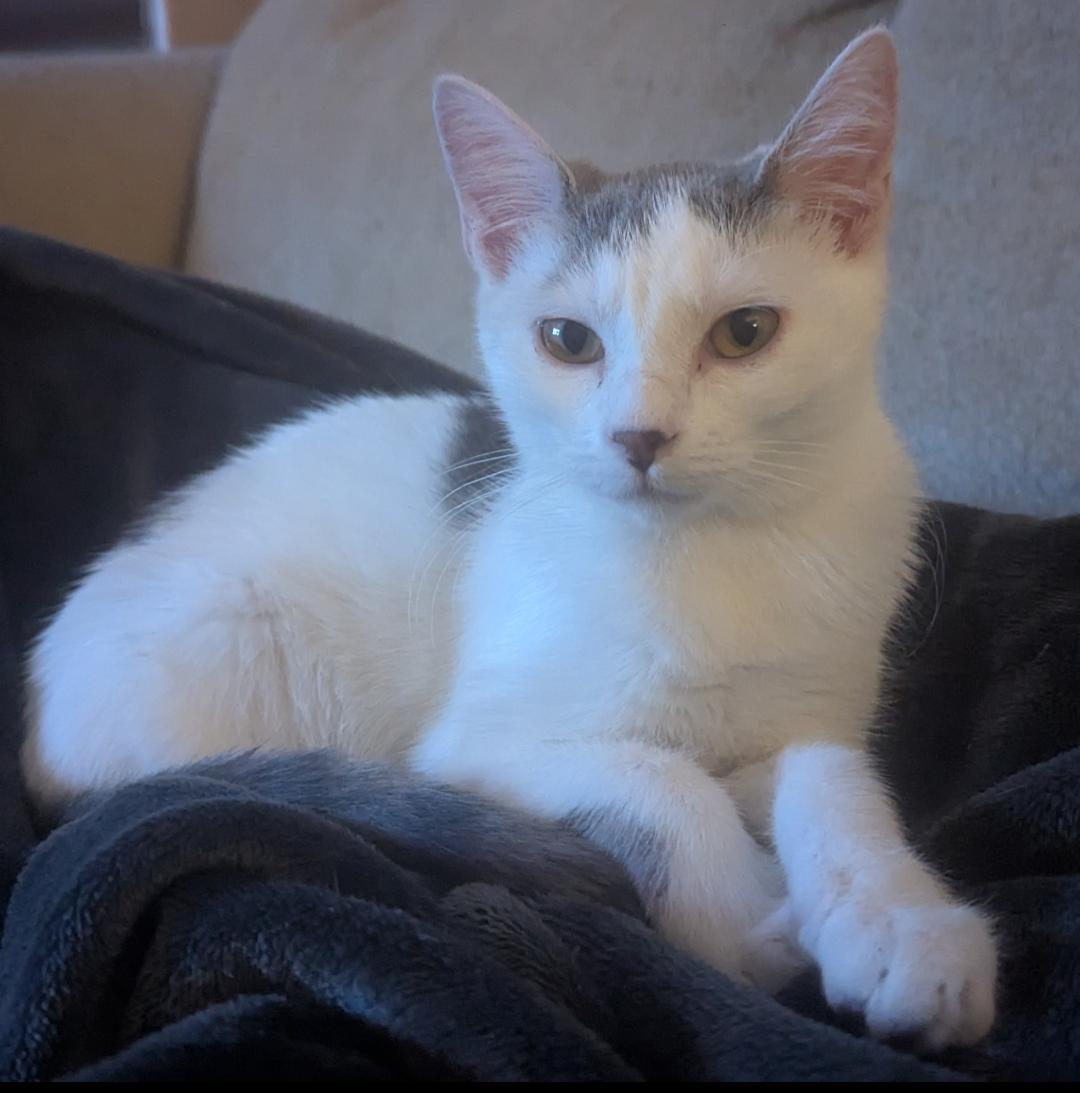 Violet, a Adoptable Domestic Short Hair in Waterloo, IA image 2/4