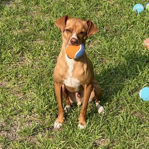 Enlarge Dobby, a Adoptable mixed breed in Durham, NC image 1/6