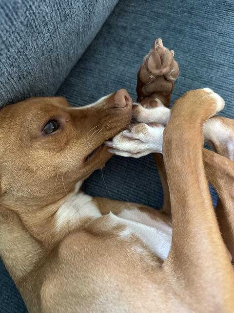 Enlarge Dobby, a Adoptable mixed breed in Durham, NC image 3/6