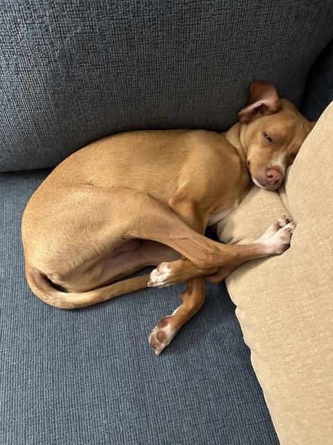 Enlarge Dobby, a Adoptable mixed breed in Durham, NC image 4/6