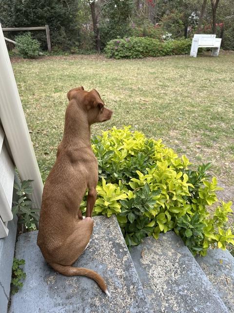 Enlarge Dobby, a Adoptable mixed breed in Durham, NC image 6/6