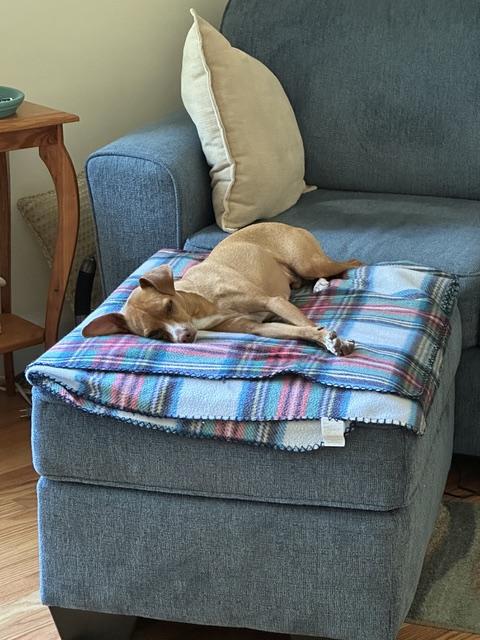Enlarge Dobby, a Adoptable mixed breed in Durham, NC image 5/6