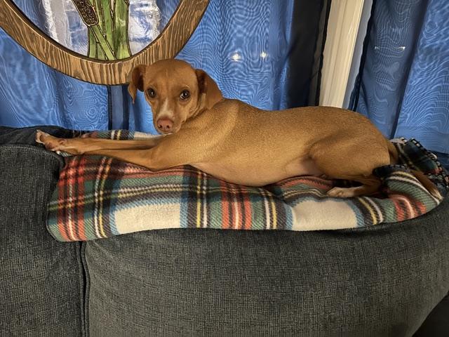 Enlarge Dobby, a Adoptable mixed breed in Durham, NC image 2/6