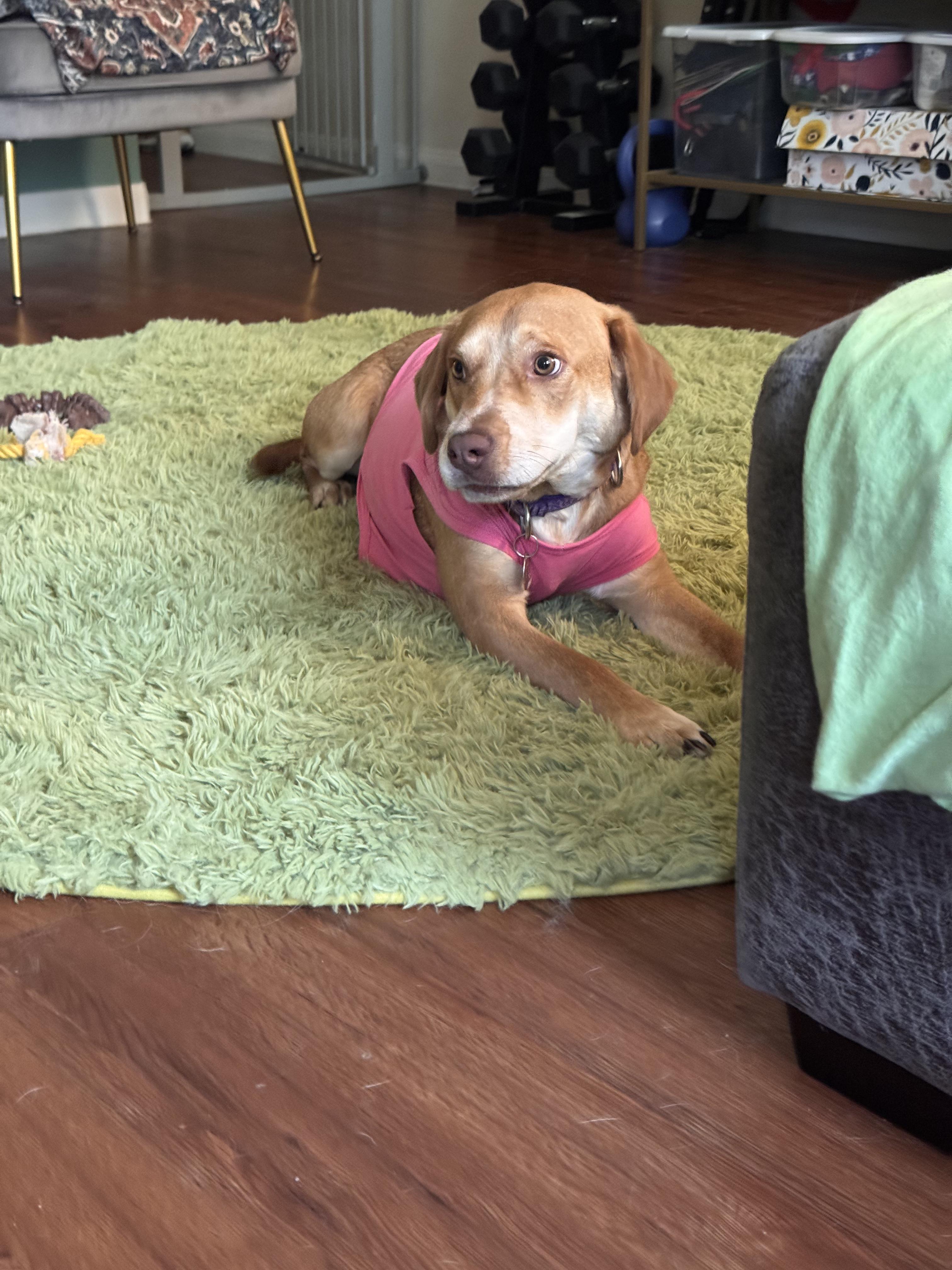 Enlarge Molly, a Adoptable mixed breed in Grand Rapids, MI image 5/5