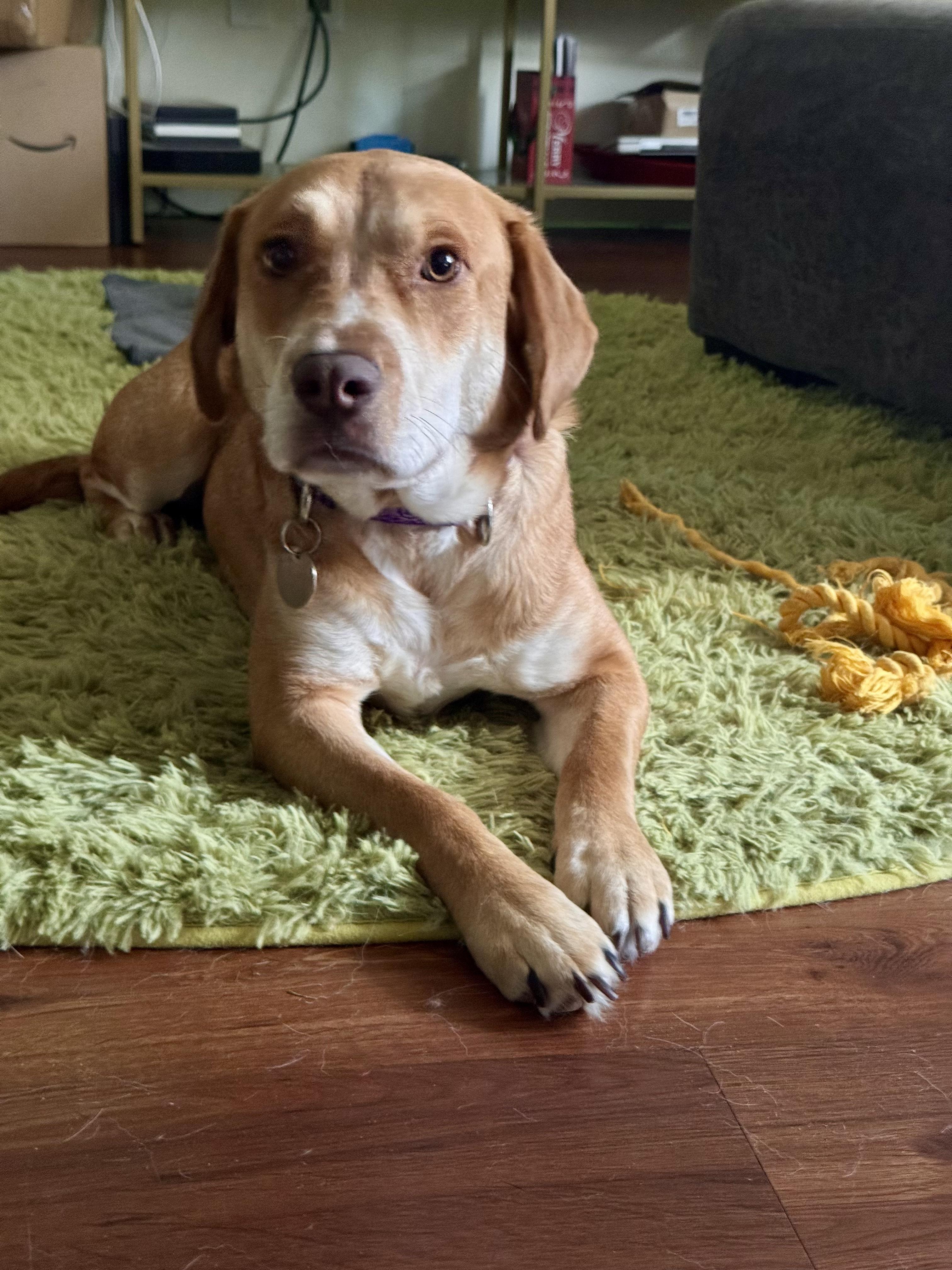 Enlarge Molly, a Adoptable mixed breed in Grand Rapids, MI image 1/5