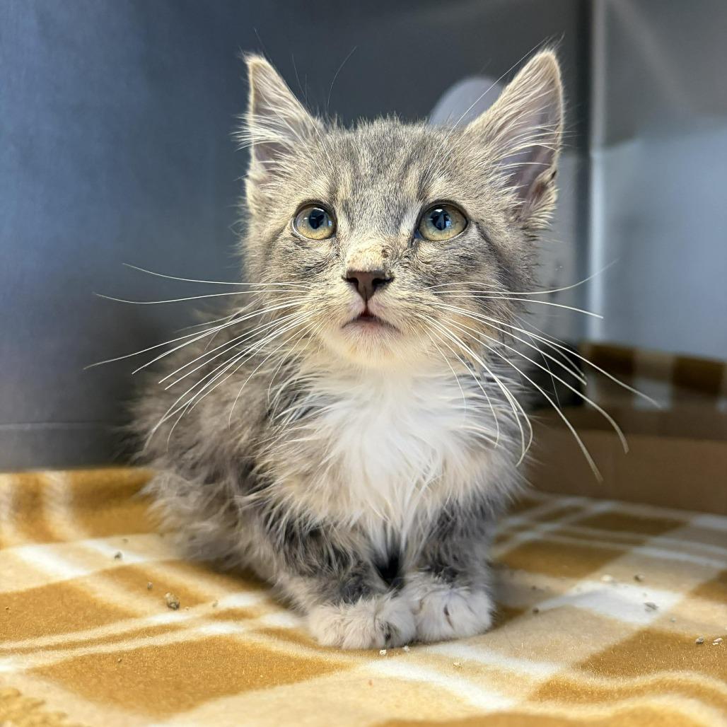 Paddington, Adoptable, Kitten Male Domestic Short Hair.