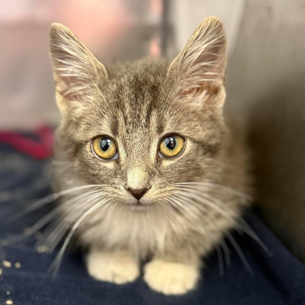 Enlarge Paddington, a Adoptable Domestic Short Hair in Martinsville, VA image 2/2