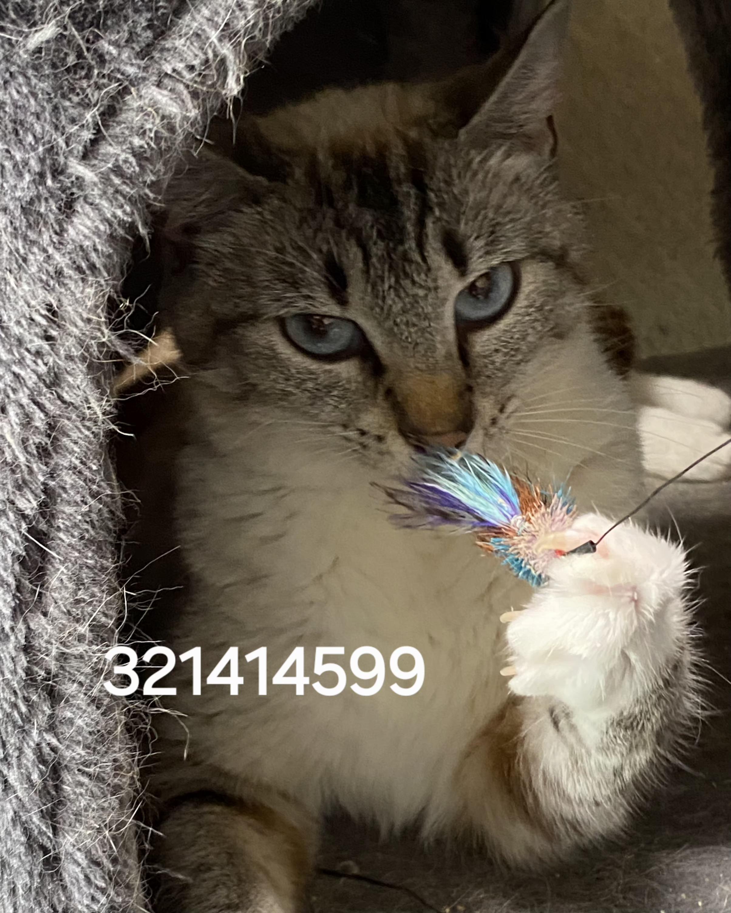 321414599, ADOPTABLE, Young Female Siamese.