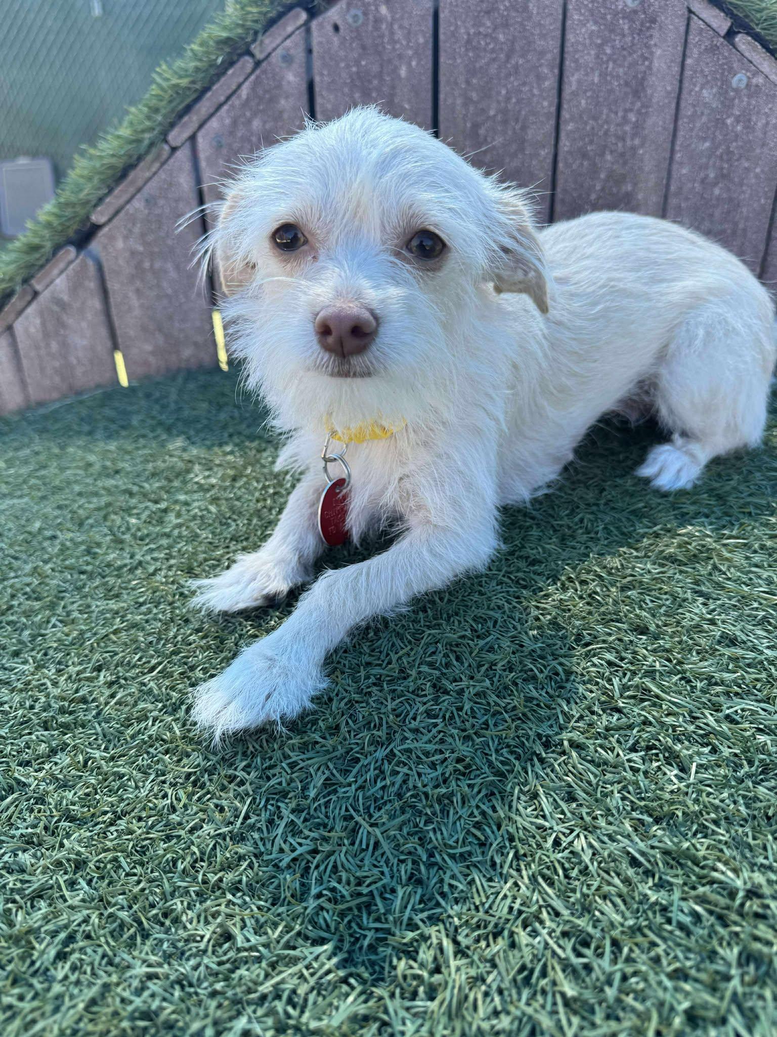 China, Adopted, Adult Female Chihuahua & Poodle.