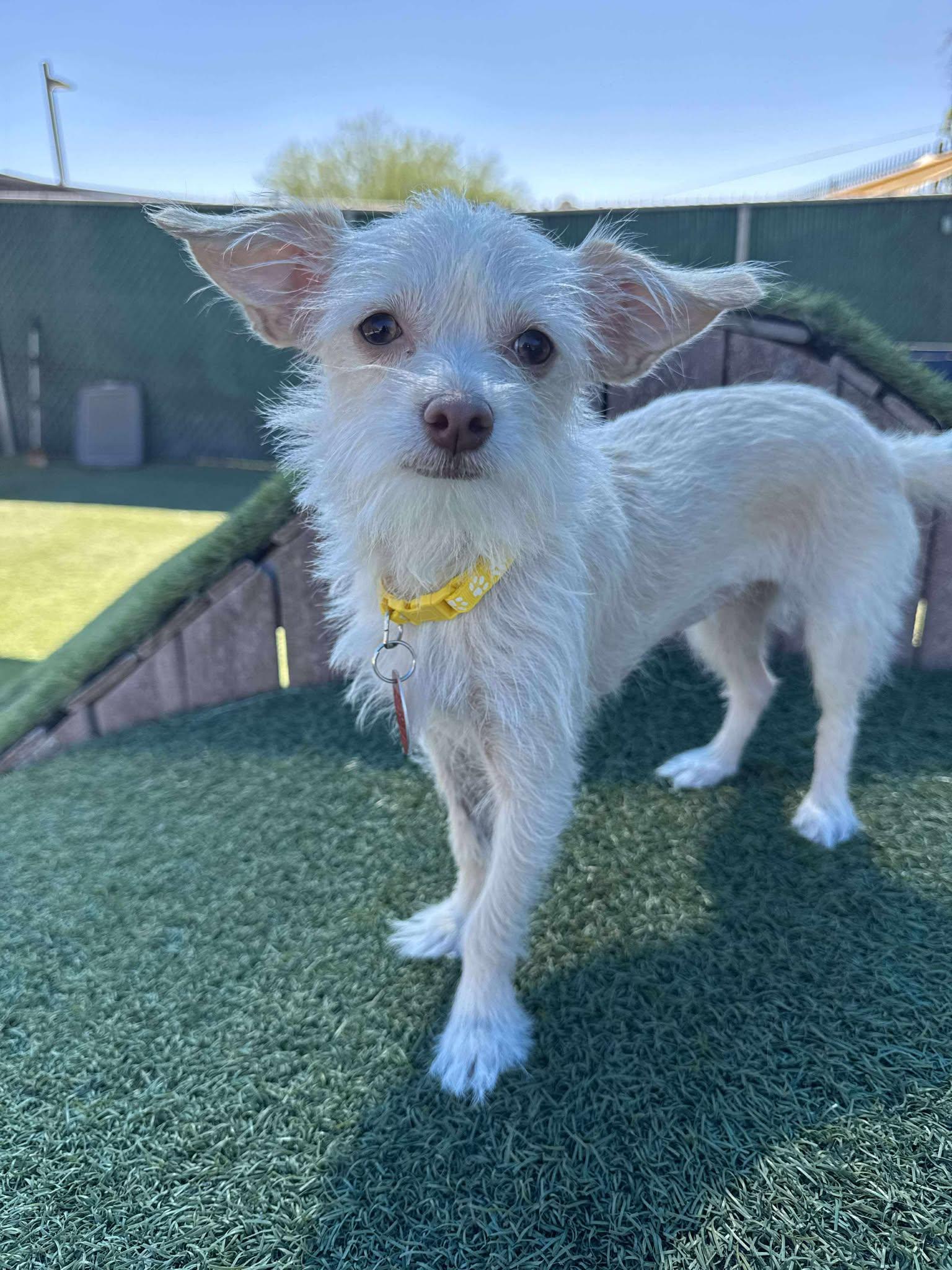 Enlarge China, a Adopted mixed breed in Phoenix, AZ image 2/3