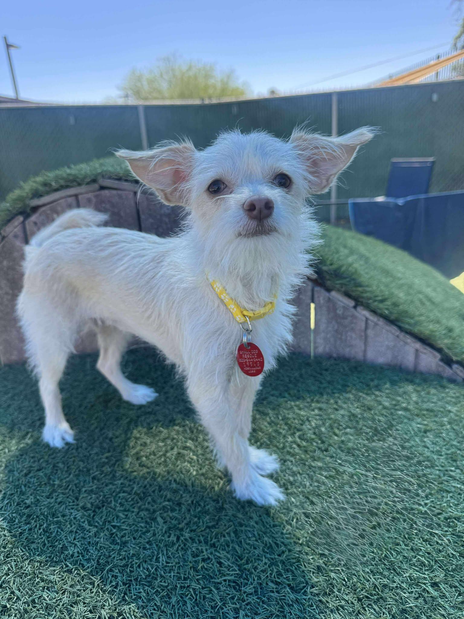 Enlarge China, a Adopted mixed breed in Phoenix, AZ image 3/3