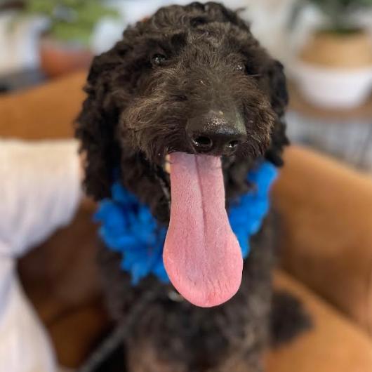 ENZO, Adoptable, Adult Male Standard Poodle.