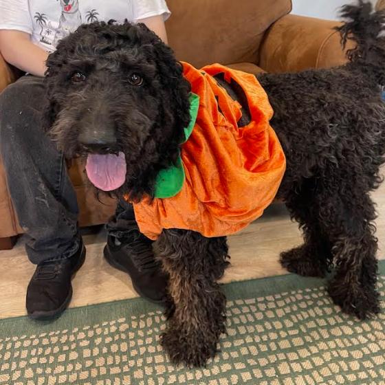 Enlarge ENZO, a Adoptable Standard Poodle in Indiantown, FL image 3/6