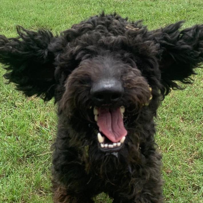 Enlarge ENZO, a Adoptable Standard Poodle in Indiantown, FL image 5/6