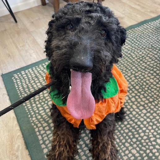 Enlarge ENZO, a Adoptable Standard Poodle in Indiantown, FL image 6/6