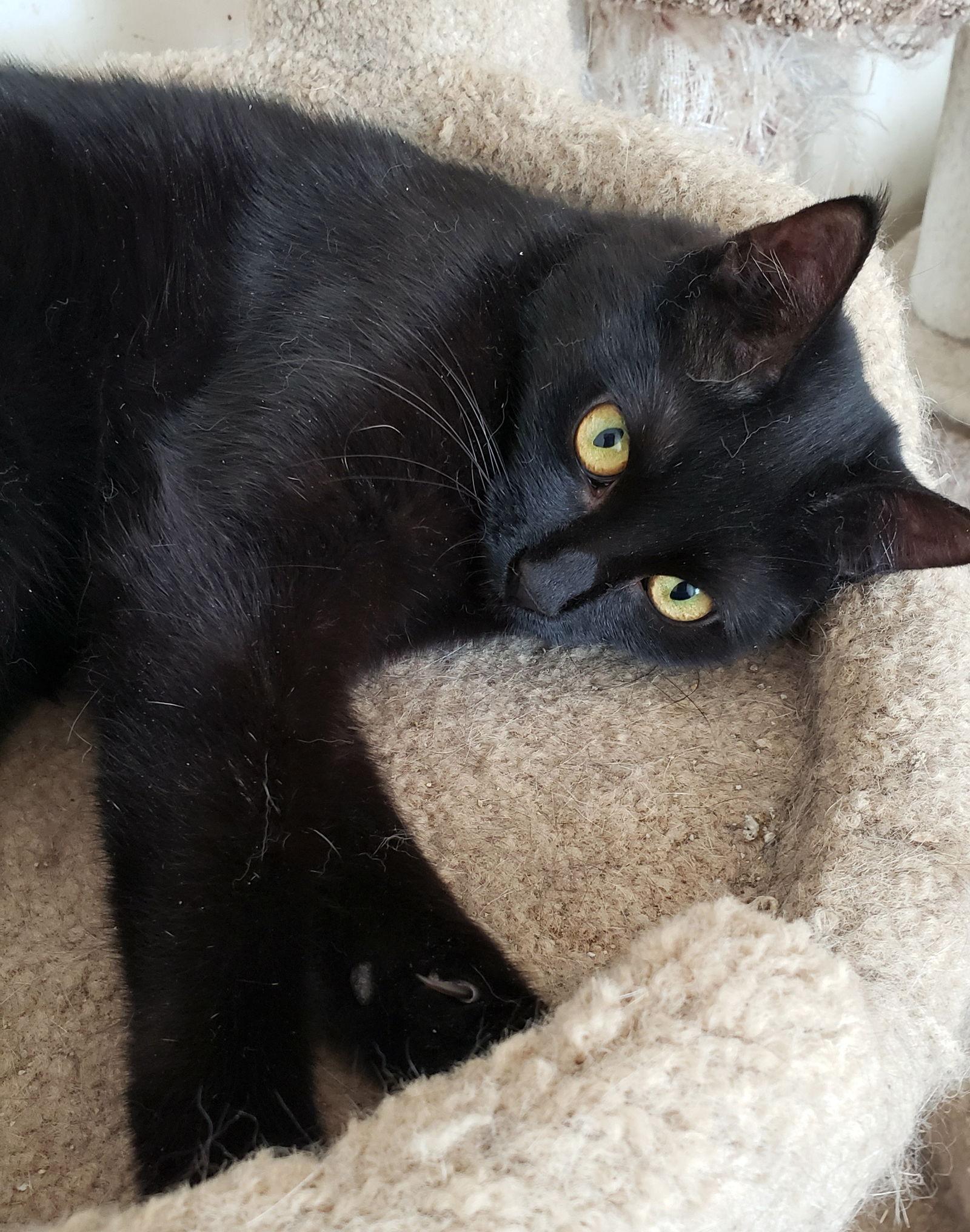 Enlarge Kenzie, a Adoptable Domestic Short Hair in Philadelphia, PA image 1/2