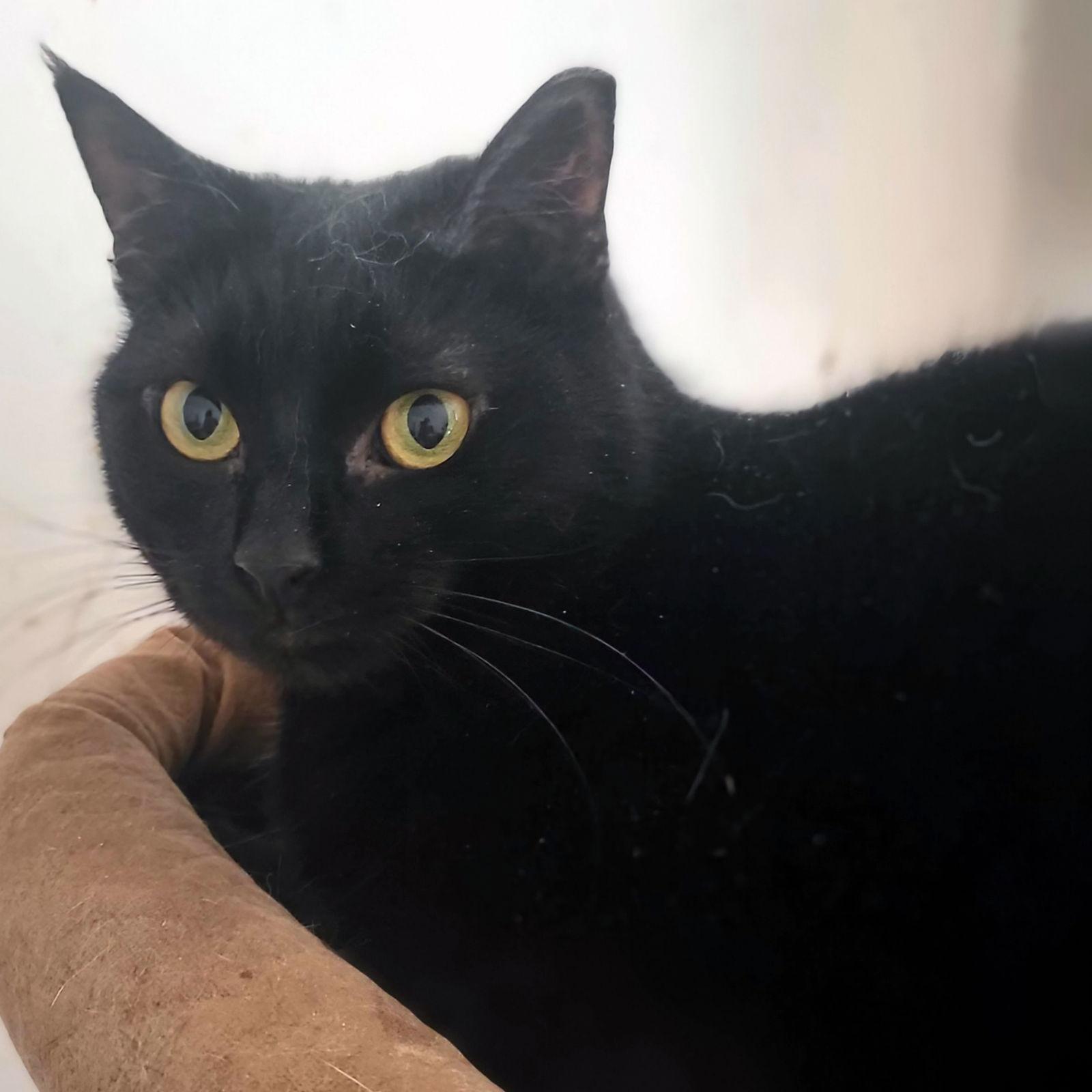 Enlarge Kenzie, a Adoptable Domestic Short Hair in Philadelphia, PA image 2/2