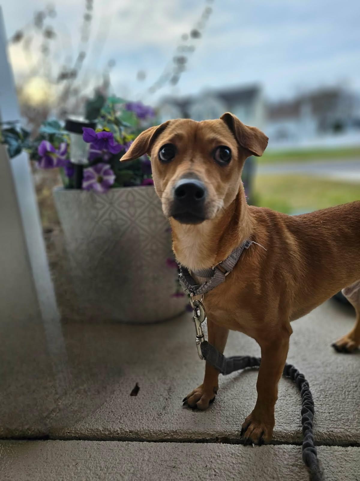 Biscuit , adopted, Young Male Chiweenie.