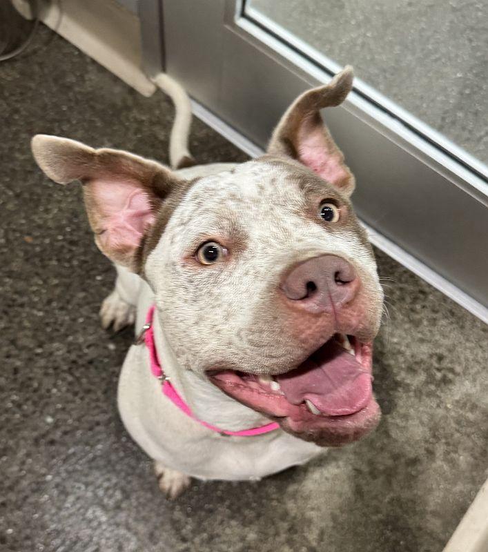 Enlarge Artemis, a ADOPTABLE mixed breed in Berkeley, CA image 3/6