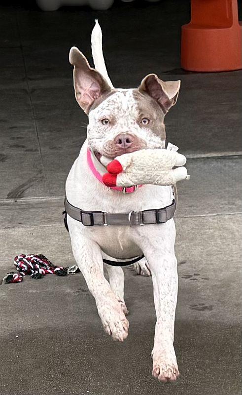 Artemis — thumbnail 2