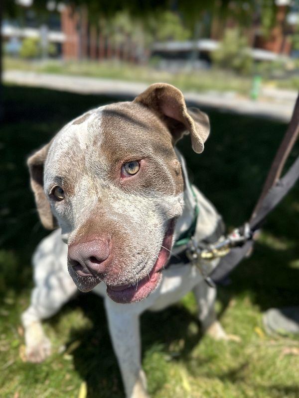 Artemis, an adoptable mixed breed in Berkeley, CA image 1/6