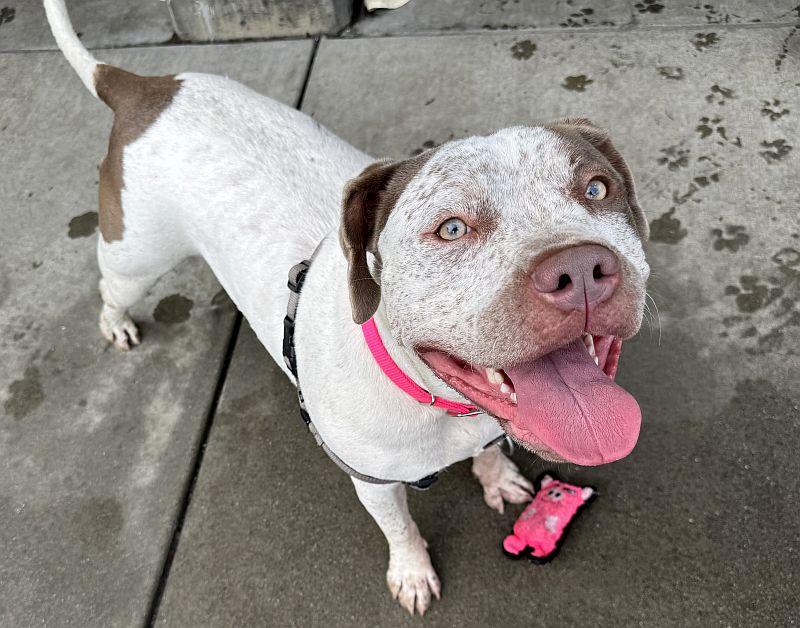 Enlarge Artemis, a ADOPTABLE mixed breed in Berkeley, CA image 1/6