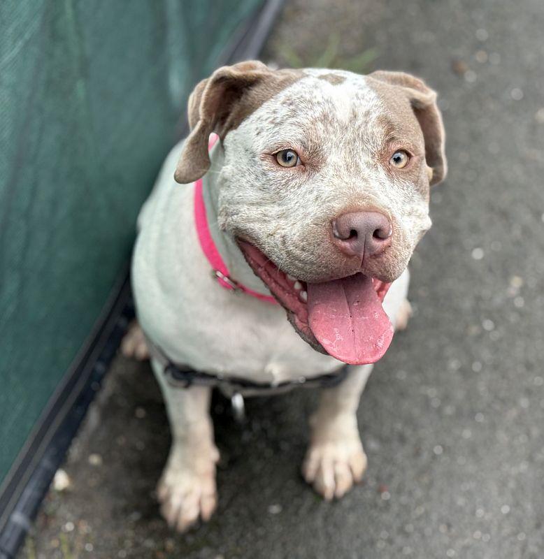 Artemis — thumbnail 4