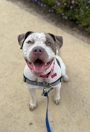 Enlarge Artemis, an adoptable mixed breed in Berkeley, CA image 1/6